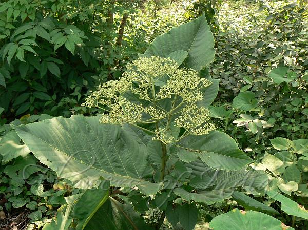 Large-Leaf Leea